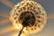 Savanna\\\'s Sunset Glow: Blooming Dandelions in the Twilight