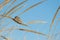 Savanna sparrow perched on the wheat on the background of blue sky