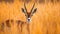 Savanna Spectacle. Springboks Amidst the Golden Grass of Africa. Generative AI