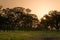 Savanna sunset over meadow and trees