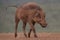 Savanna warthog, South Africa