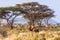 Savanna with wild elephants. Kenya.