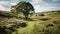 Savanna In Yorkshire: A Stunning Traditional British Landscape
