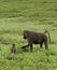 Savannah Baboon Femaie with baby in Serengeti