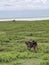 Savannah Baboon Femaie with baby in Serengeti