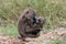 Savannah Baboon Femaie with baby in Serengeti