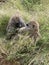 Savannah Baboon grooming in Serengeti