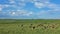 Savannah in Botswana. A sunny summer day, a large group of impala antelopes graze on the lush green grass.