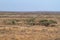 The savannah and bushland in Kenya