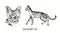 Savannah Cat collection, head front view and standing side view. Ink black and white doodle drawing