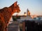 Savannah cat and Frankfurt Skyline in Background