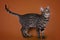 Savannah cat isolated on a brown background