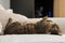 Savannah cat laying on bed