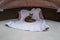 A Savannah cat on a mattress