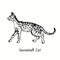 Savannah Cat standing side view. Ink black and white doodle drawing