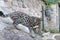 Savannah cat with stunning spots outdoors