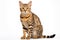 Savannah Cat Upright On A White Background