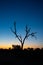 Savannah dry tree silhouette and tiny crescent on blue sky