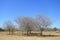 Savannah and dry trees at Kruger National Park, South Africa