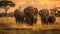 Savannah Elephant Gathering
