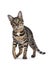 Savannah F7 cat on white background