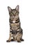 Savannah F7 cat on white background