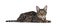 Savannah F7 cat on white background