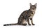 Savannah F7 cat on white background