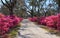 Savannah GA Bonaventure Cemetery Road