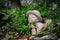 Savannah, Georgia, USA - March 10, 2022: Little boy sculpture amid lush, old fashioned garden