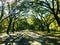 Savannah - Georgia, USA Oak trees arc shape at Historical Wormsloe Plantation