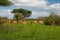 Savannah landscape sunset in South Africa bush Savannah landscape.Grant\\\'s gazelle female at savannah