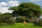 Savannah landscape sunset in South Africa bush Savannah landscape.Grant\\\'s gazelle female at savannah