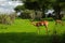 Savannah landscape sunset in South Africa bush Savannah landscape.Grant\'s gazelle female at savannah