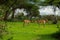 Savannah landscape sunset in South Africa bush Savannah landscape.Grant\\\'s gazelle female at savannah