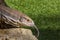 Savannah Monitor