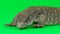 Savannah Monitor Lizard - Varanus exanthematicus on green background. Close up. Slow motion