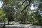 Savannah park with oak trees and Spanish moss