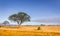 Savannah plains landscape in Kenya