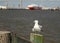The Savannah Seagull