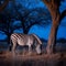 Savannah Serenity: Zebras Grazing at Blue Hour