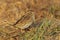 Savannah Sparrow