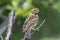 Savannah Sparrow