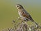 Savannah Sparrow