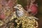 Savannah Sparrow in Autumn