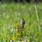 Savannah Sparrow in Grassy Field