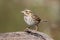 Savannah Sparrow (Passerculus sandwichensis)