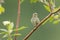 Savannah Sparrow perched on a twig