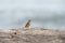 Savannah Sparrow resting at seaside