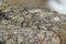 Savannah Sparrow resting at seaside